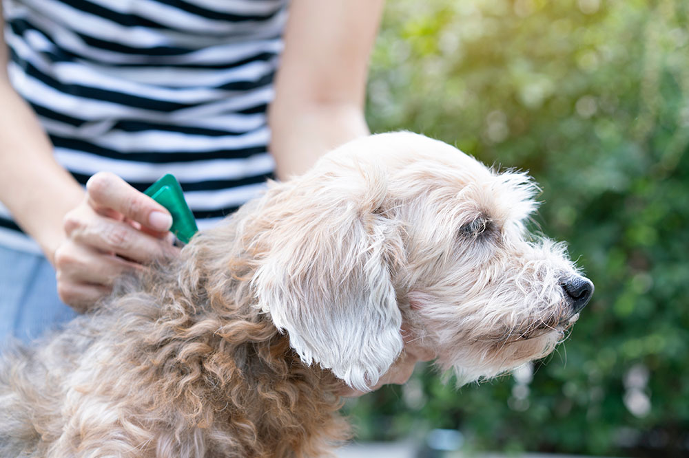 home remedies to prevent flea and tick infestation